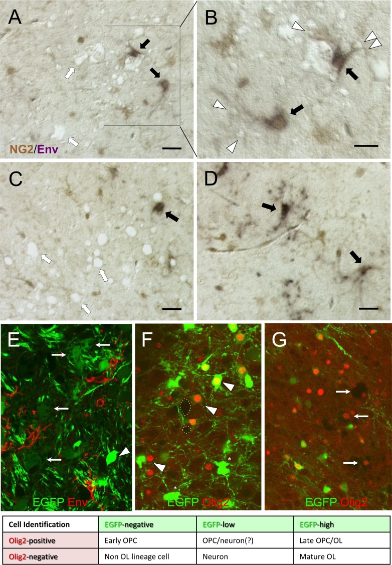 FIG 2