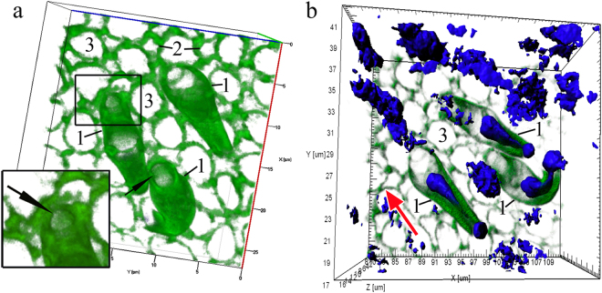 Figure 7