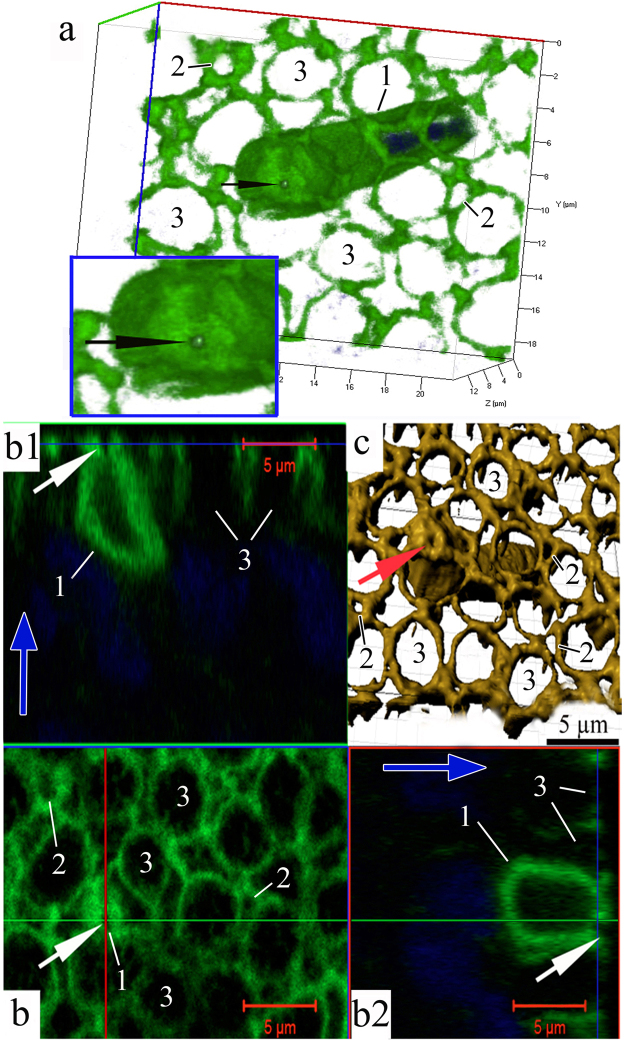 Figure 6