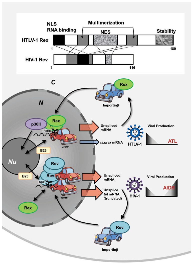 FIGURE 4