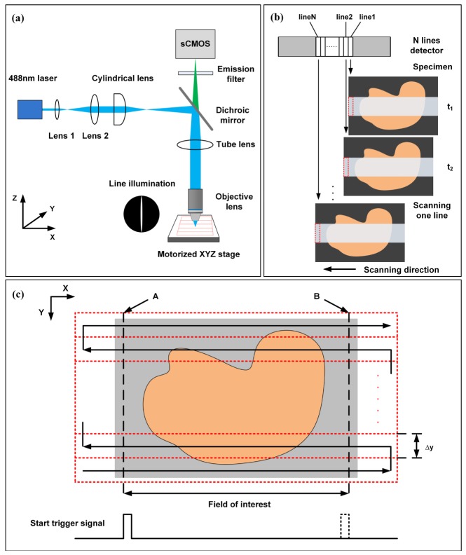 Fig. 1