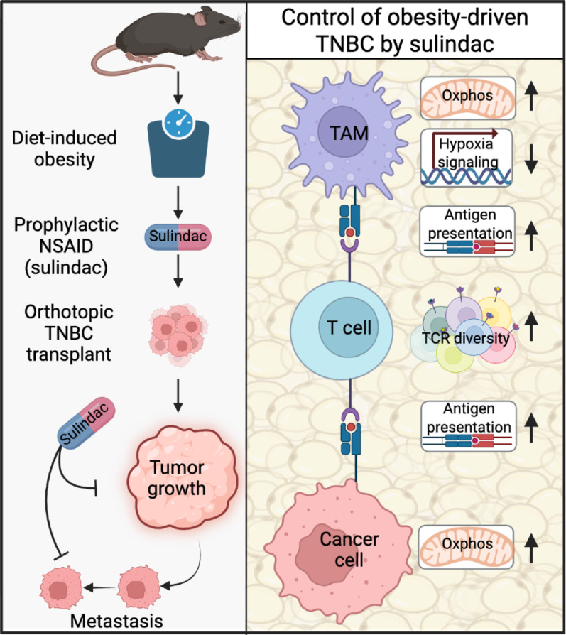 graphic file with name 13058_2025_2134_Figa_HTML.jpg