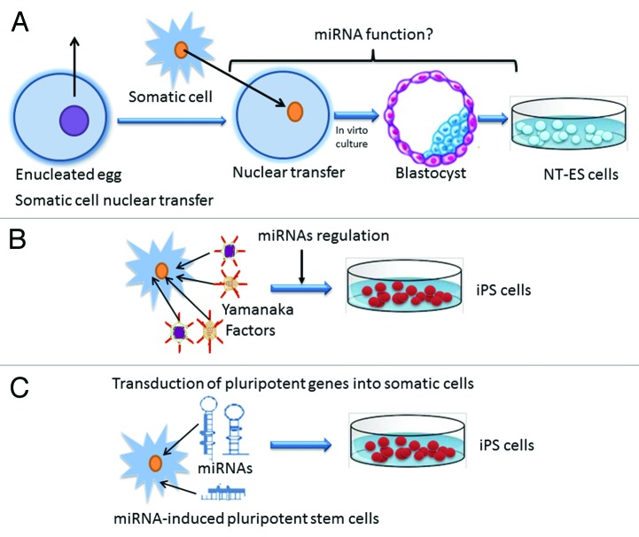 graphic file with name rna-10-1255-g1.jpg