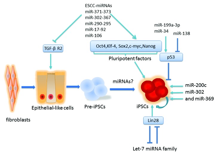 graphic file with name rna-10-1255-g2.jpg