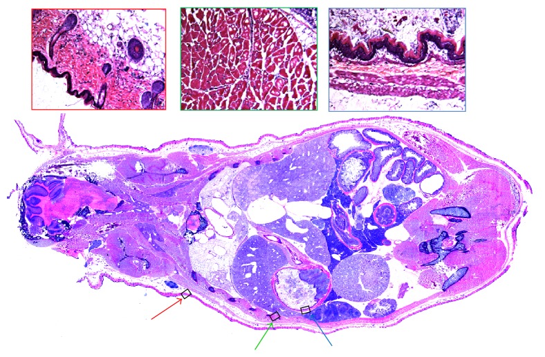 Figure 6