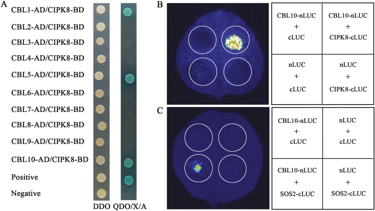 Fig. 6.