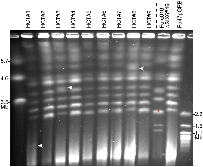 Figure 5