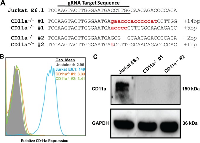 FIG 2