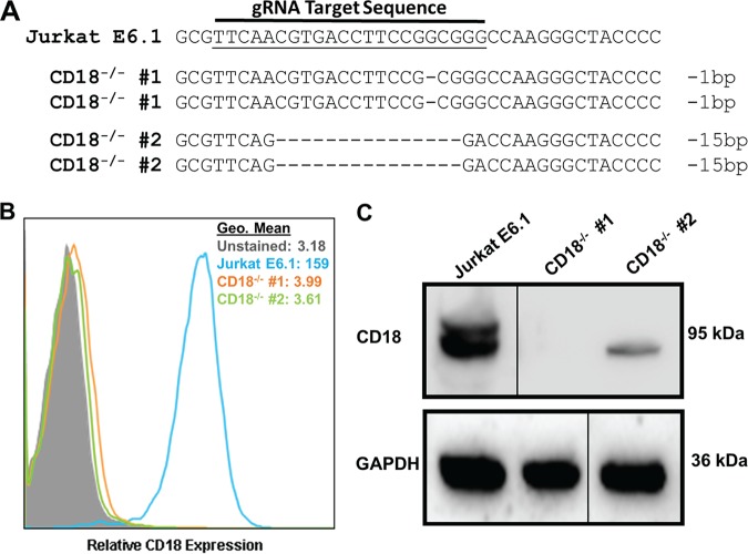 FIG 1