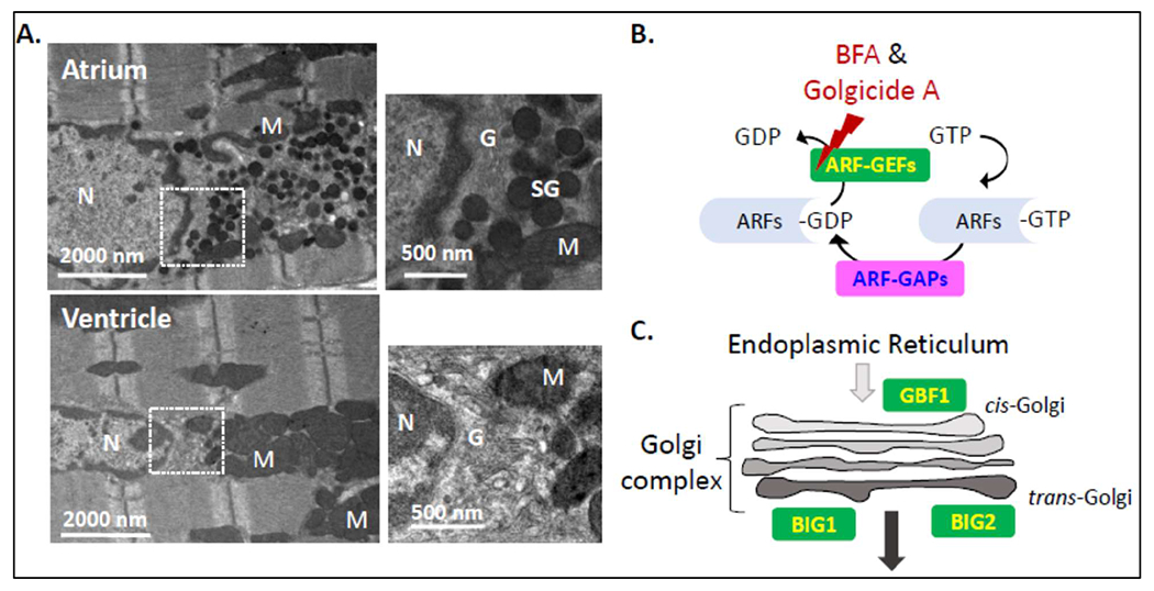 Figure 1: