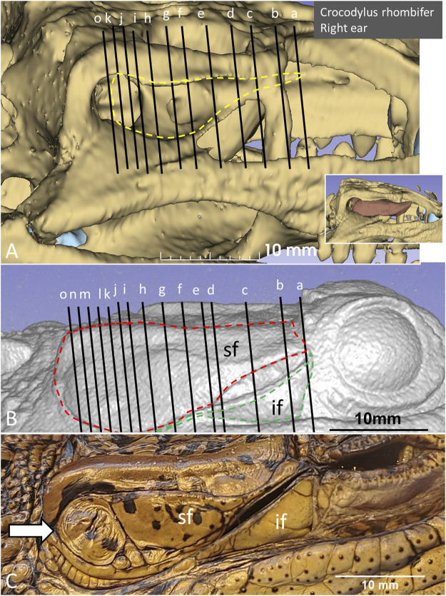 FIGURE 4