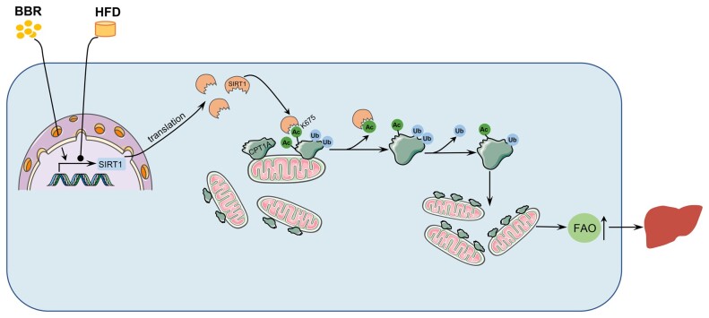 Graphical Abstract