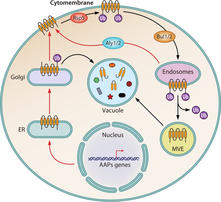 FIG 3