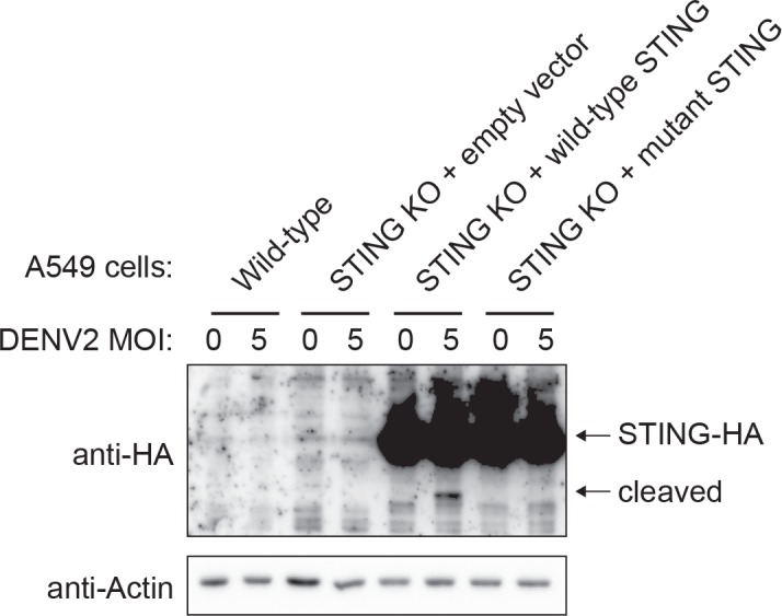 Figure 3—figure supplement 1.