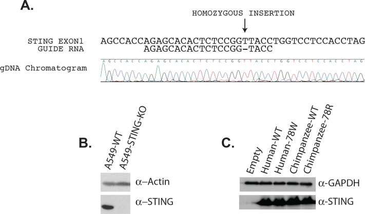 Figure 2—figure supplement 1.