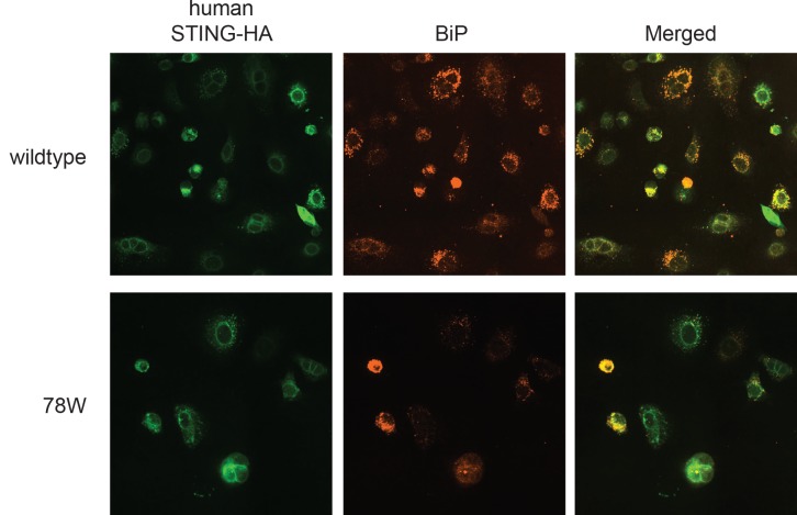 Figure 2—figure supplement 2.