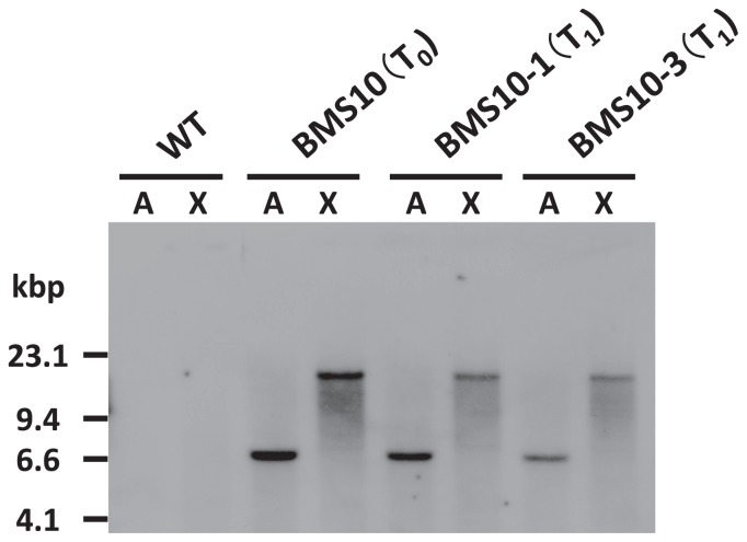 Fig. 5