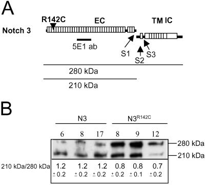 Fig 1.