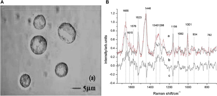 FIGURE 3