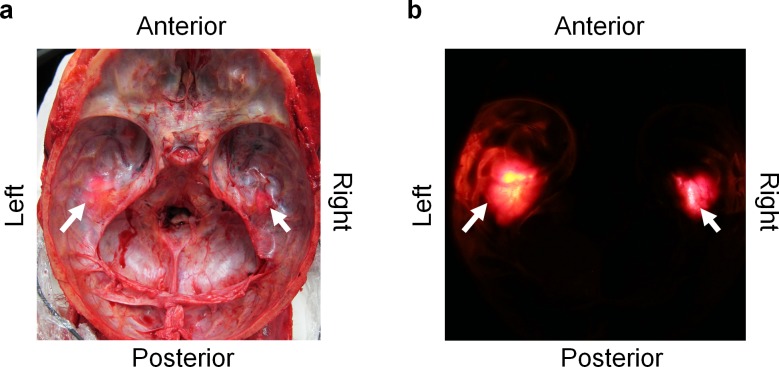 Fig 4