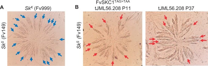 Fig. 7.