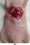 Figure 5a: