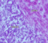 Figure 4b: