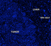 Figure 4c: