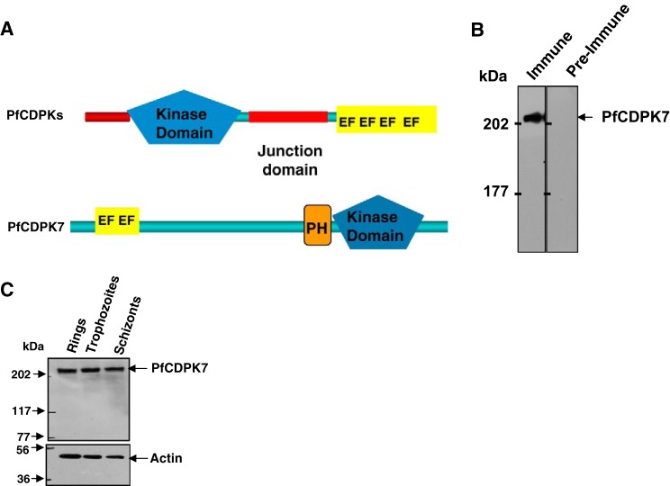 FIGURE 1.