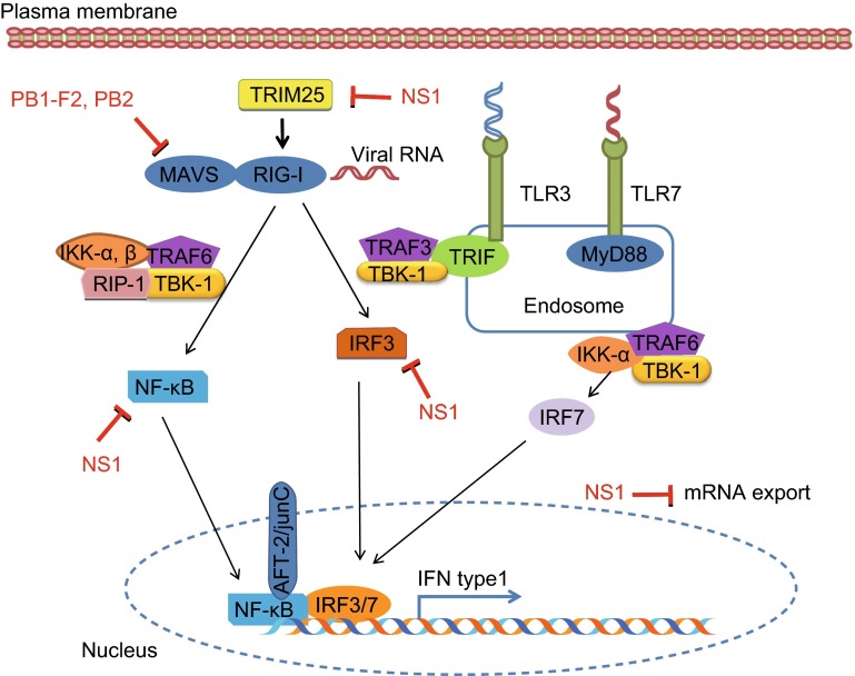 Figure 1