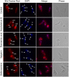 Fig 4