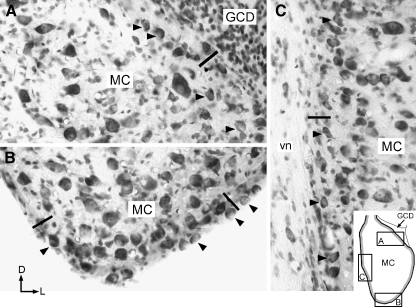 FIG. 7