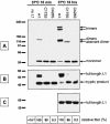 FIG. 7.