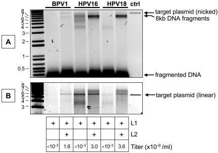 FIG. 5.