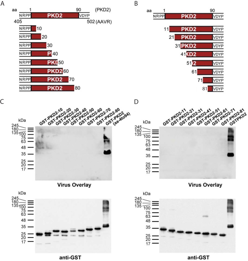 FIG 6