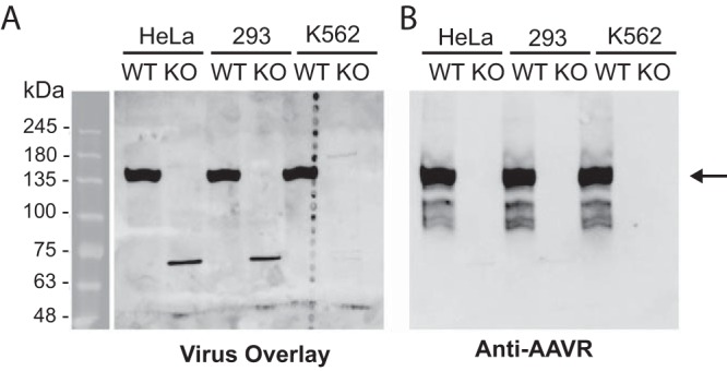 FIG 2