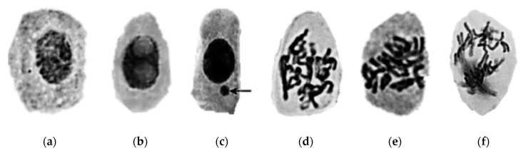 Figure 35