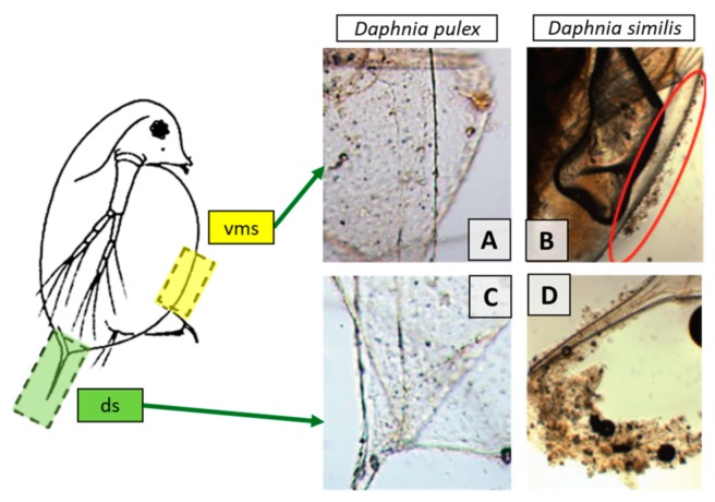 Figure 29