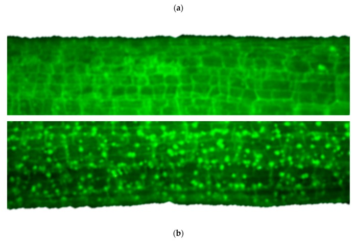 Figure 32