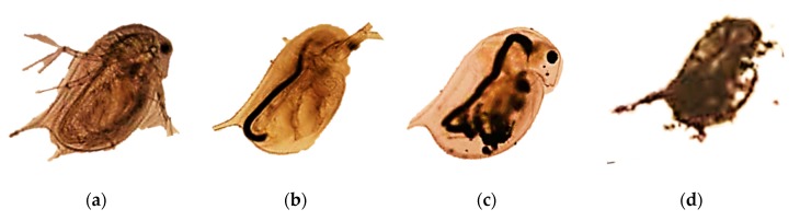 Figure 26