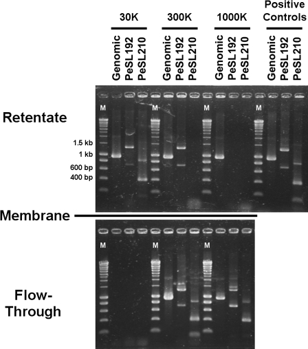 FIG. 7.—