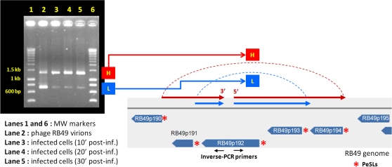 FIG. 4.—