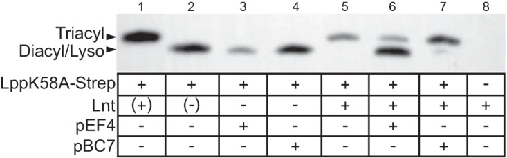 FIG 5