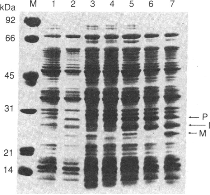 graphic file with name pnas00319-0050-a.jpg