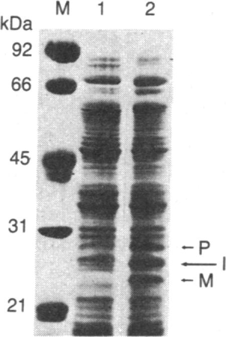 graphic file with name pnas00319-0049-c.jpg