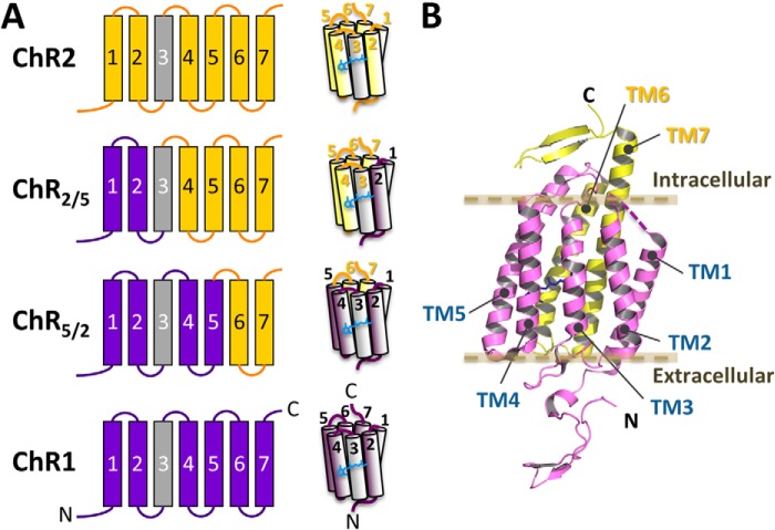 FIGURE 1.