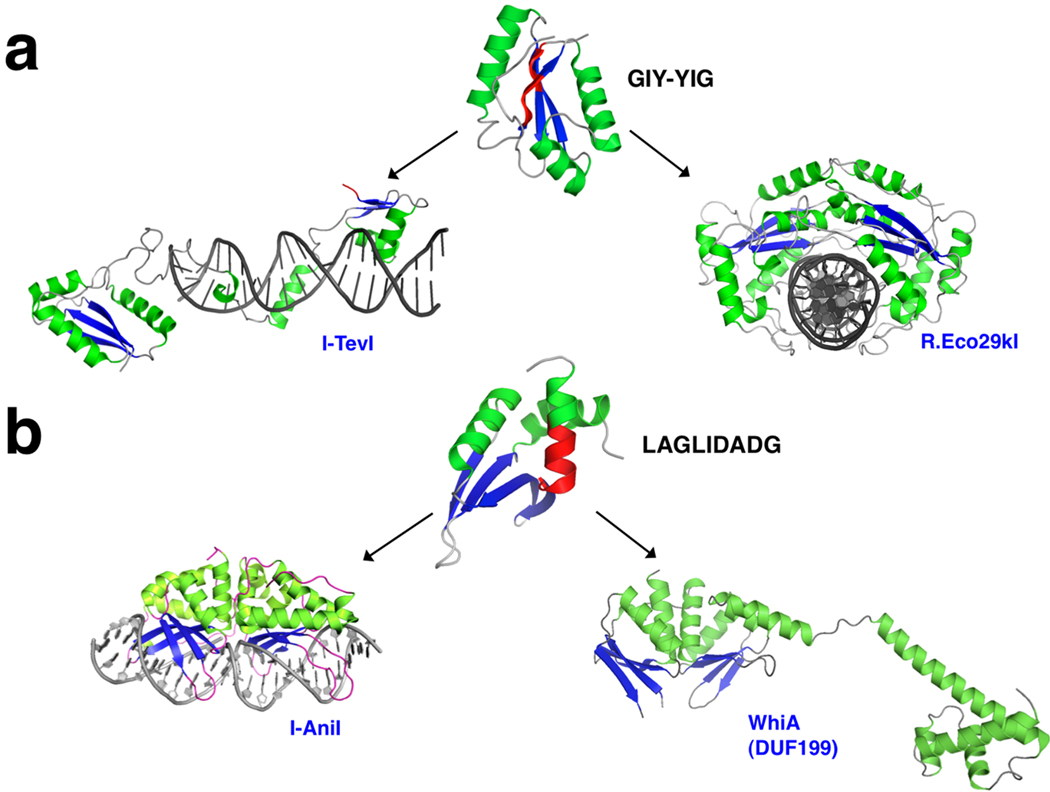 Homing endonucleases: from microbial genetic invaders to reagents for ...