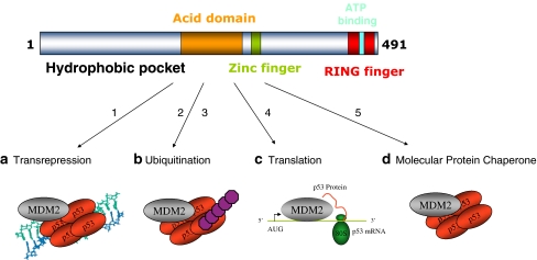 Fig. 1