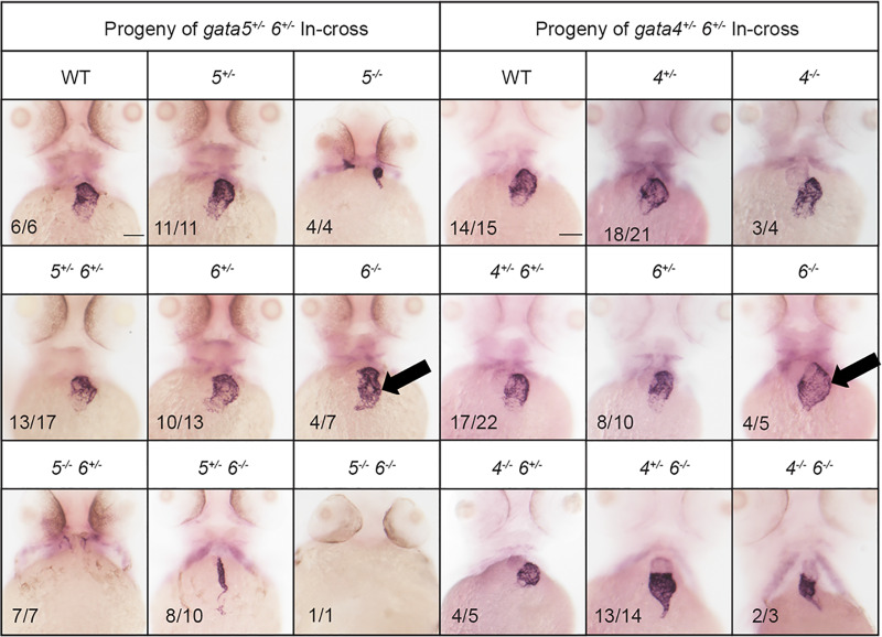 Fig. 8.