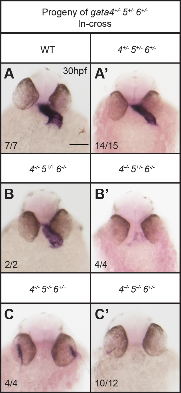 Fig. 6.